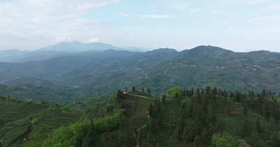 春天四川乐山茶山航拍风景