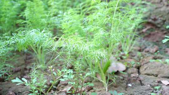 八角茴香 木兰科 八角属 茴香