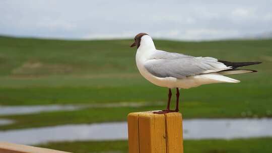 新疆巴音布鲁克天鹅湖的海鸥