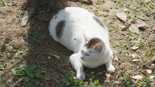 春天公园里可爱的猫咪流浪猫