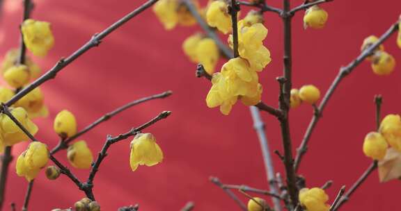 红墙金黄腊梅花朵盛开特写