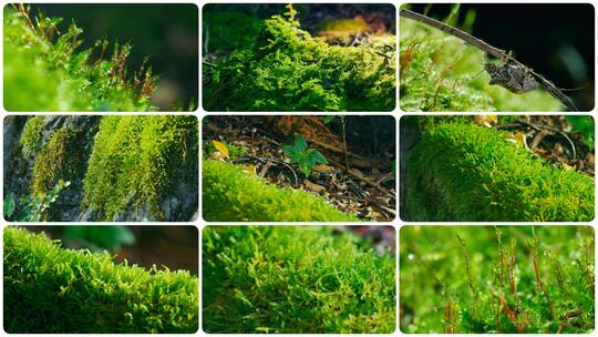 绿色苔藓自然景观特写高清在线视频素材下载