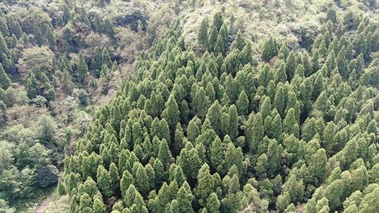 航拍大山树林