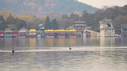 一对黑天鹅在颐和园昆明湖上悠闲畅游