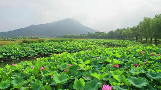 杭州湘湖十里荷塘风景航拍