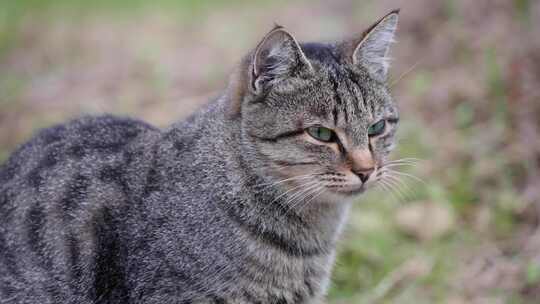 猫，灰色，毛茸茸的，坐着