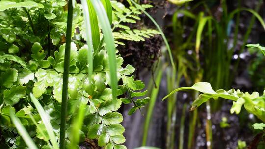 蕨类植物叶子热带雨林生物