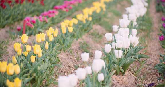 五颜六色的郁金香花生长在田野里