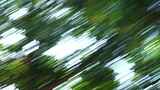 树叶光影模糊运动森林转场绿色树木快速移动高清在线视频素材下载