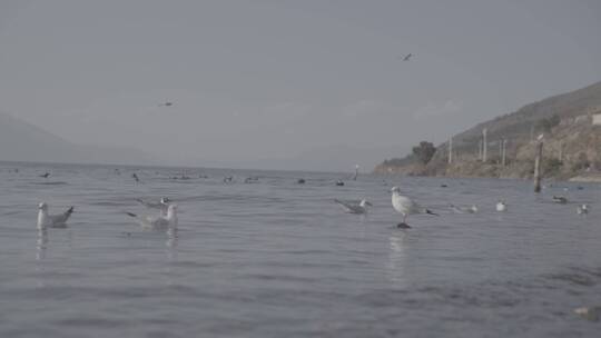 【精品】洱海滇池海鸥红嘴鸥戏水灰片视频素材模板下载