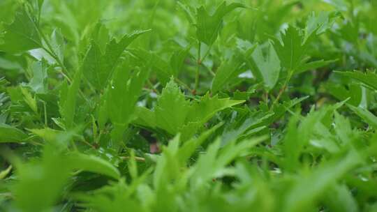 水滴雨滴雨景绿叶