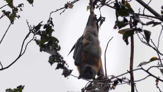 水果蝙蝠飞狐倒挂在树枝上，特写，白天马夫拉，维多利亚，奥斯特