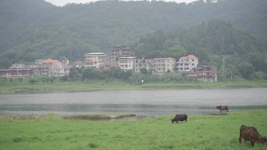 乡村小溪溪流河流牛吃草自然生态环境溪边