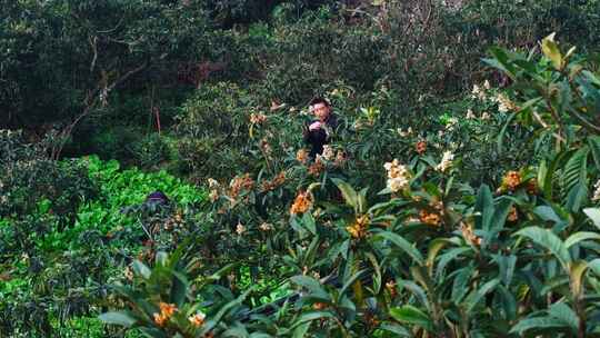 桂花树桂花采摘