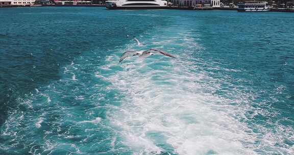 海鸥飞过海水