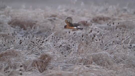 冬季老鹰飞行觅食慢镜头