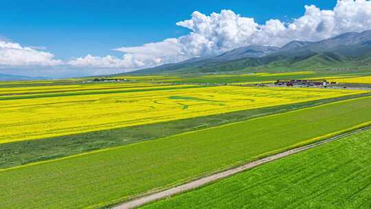 2024年青海湖油菜花航拍素材