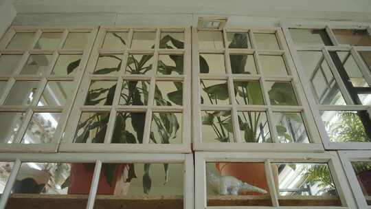 阁楼，镜子，植物，窗户