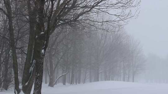 雪落在森林里的镜头