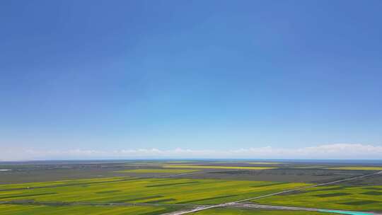 哈尔盖镇附近油菜花海、美景