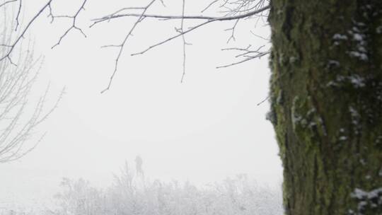 白雪皑皑的树林