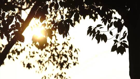 阳光穿过树叶光芒闪耀温暖午后