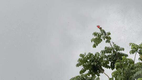 下雨风吹植物