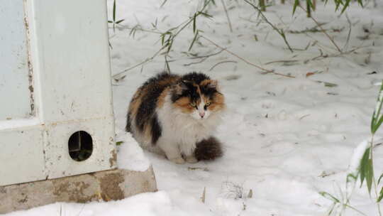 下雪天两只猫在慢慢靠近视频素材模板下载