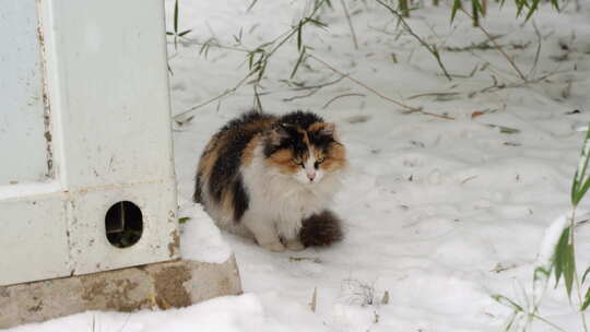 下雪天两只猫在慢慢靠近