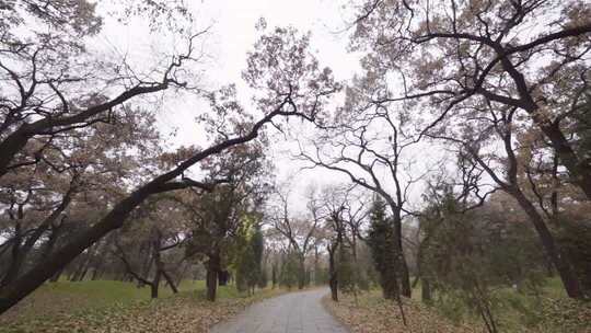 济宁曲阜三孔孔林秋景