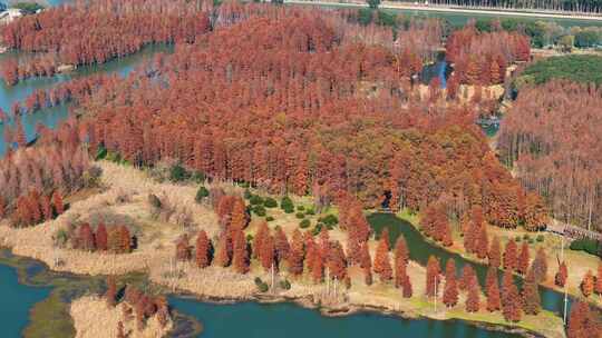 金色秋天上海青西郊野公园红山树自然景观