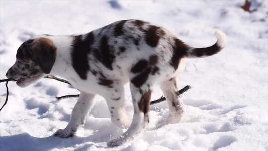 小狗在雪地里玩耍