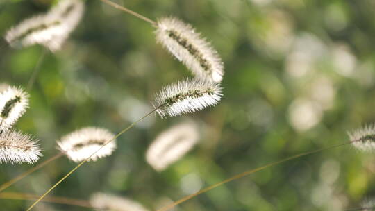 早晨晨光下的狗尾草