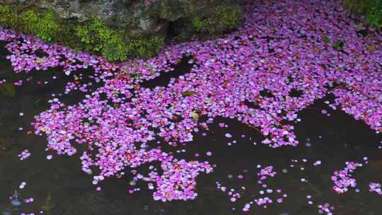 雨天凋零的梅花花瓣