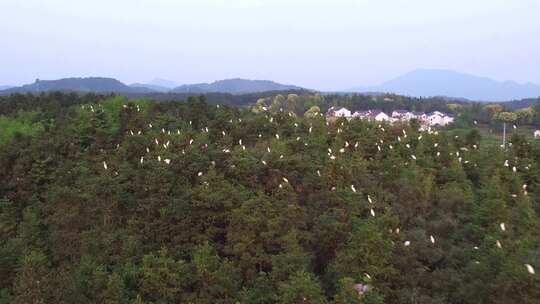 原创拍摄乡村振兴大树上的鸟群飞起来
