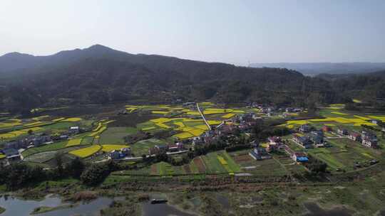 山川河流油菜花航拍