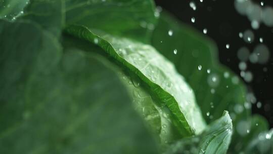 水滴在绿叶菜上的特写