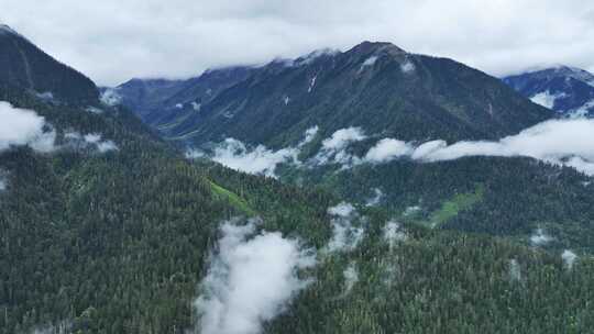 航拍人间仙境西藏高山林海云雾缭绕秋天风景