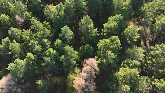 秋天的樟子松林视频素材模板下载