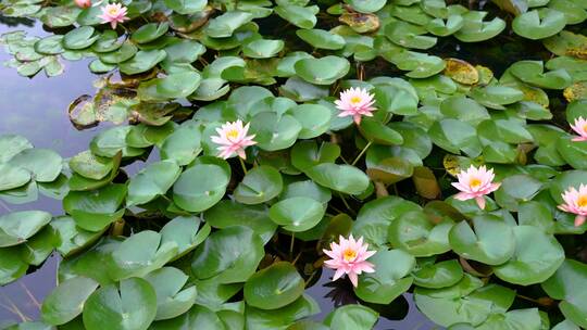 中科院武汉植物园睡莲展示区特写4K视频合集