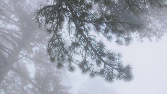 大雾中的松树