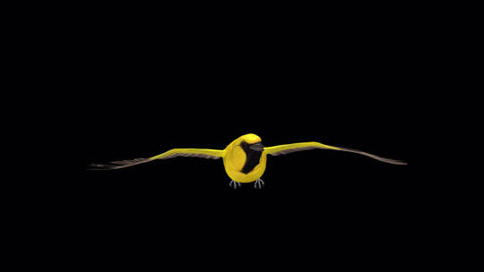 热带黄鹂鸟从头顶飞过3D动画