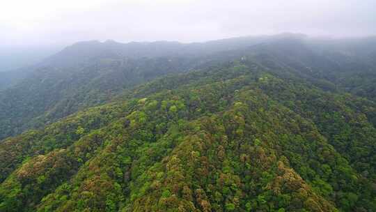 航拍森林山脉云雾环保沙县萝卜岩楠木保护区