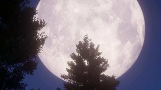 夜晚月亮升上树梢延时摄影
