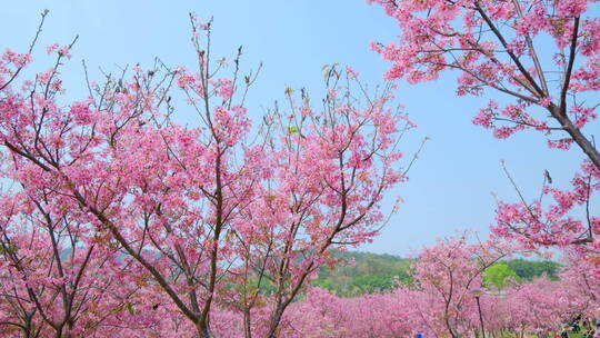 樱花树林春暖花开满树开满鲜花