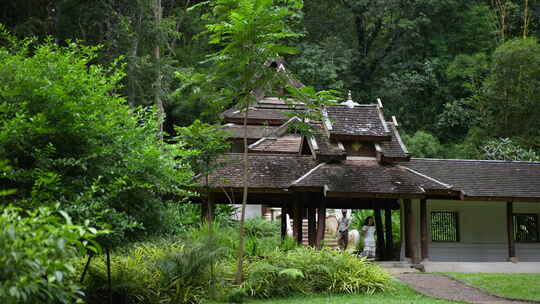 泰国清迈曼谷寺庙树林森林高山