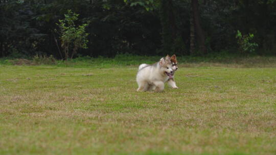一群可爱的阿拉斯加犬幼崽在草地上玩耍奔跑