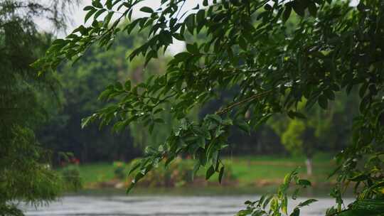 小雨沥沥绿叶下雨春雨景