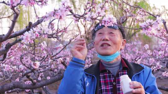 桃花授粉老桃林航拍桃花村4k