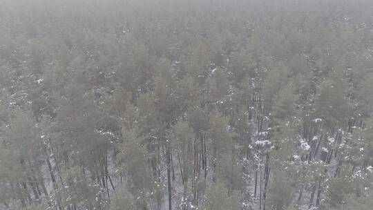 唯美长白山原始森林日出雪景航拍